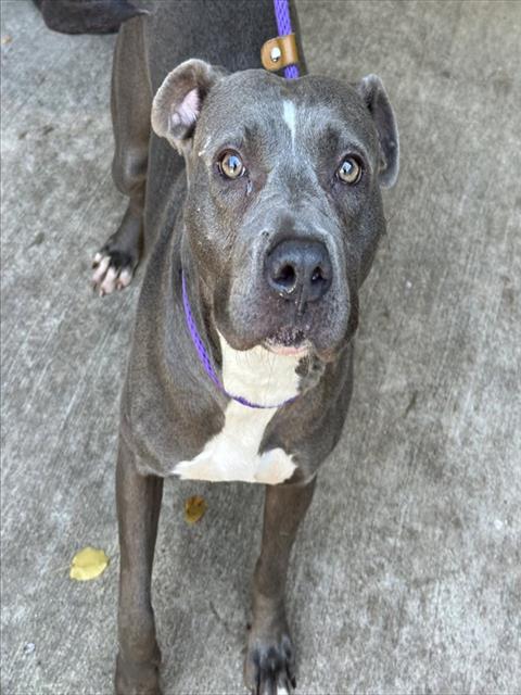 Brenda, adoptable American Pit Bull Terrier at Chicago Animal Care and Control