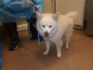 Bear, adoptable dog at Chicago Animal Care and Control