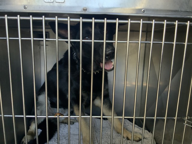 German Shepherd Dog at Chicago Animal Care and Control