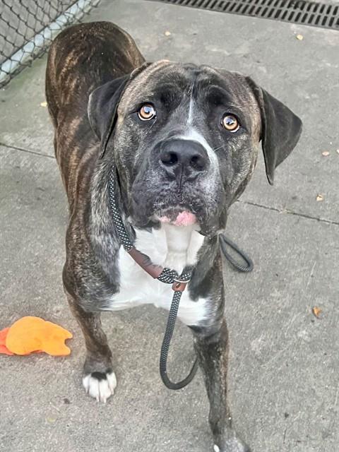 Marquis, adoptable Cane Corso at Chicago Animal Care and Control