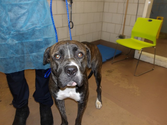 Cane Corso at Chicago Animal Care and Control