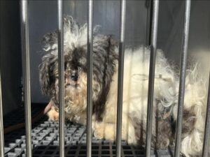 Chase, adoptable dog at Chicago Animal Care and Control