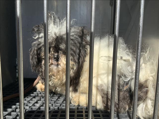 Chase at Chicago Animal Care and Control