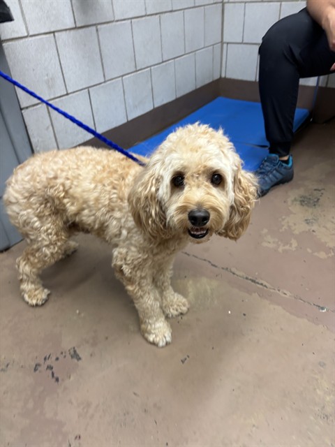 Poodle at Chicago Animal Care and Control