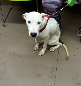 Cloudy, adoptable American Pit Bull Terrier at Chicago Animal Care and Control