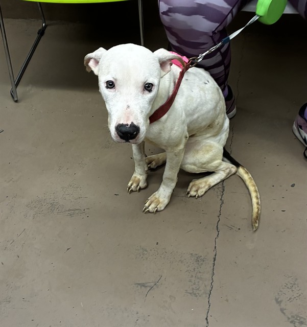 Cloudy at Chicago Animal Care and Control