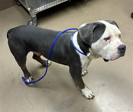 American Pit Bull Terrier at Chicago Animal Care and Control