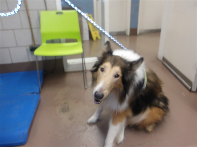 Dog A322505 at Chicago Animal Care and Control