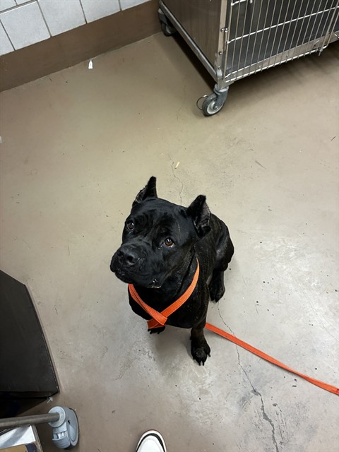 Cane Corso at Chicago Animal Care and Control
