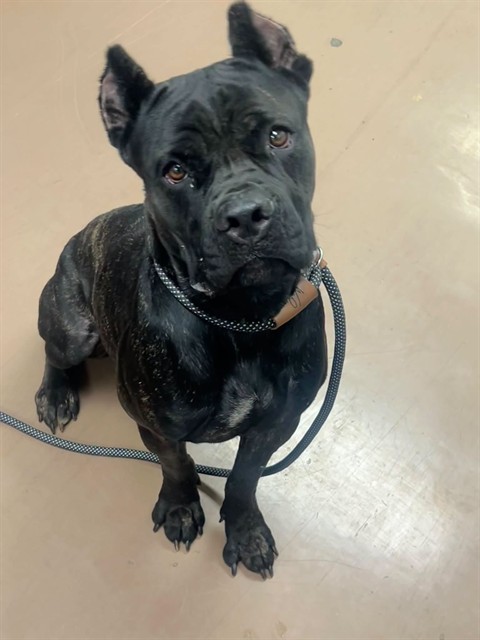 Brisa, adoptable Cane Corso at Chicago Animal Care and Control