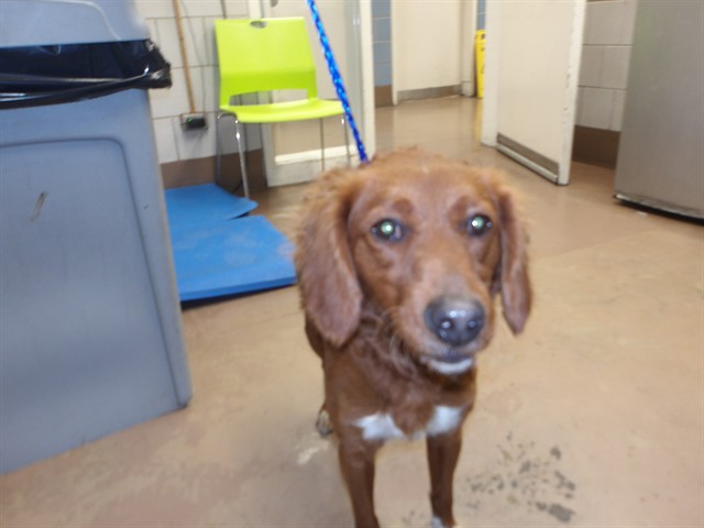 Border Collie at Chicago Animal Care and Control