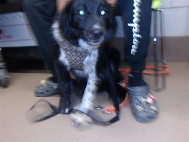Max at Chicago Animal Care and Control