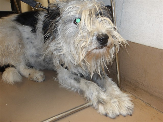 Oreo at Chicago Animal Care and Control