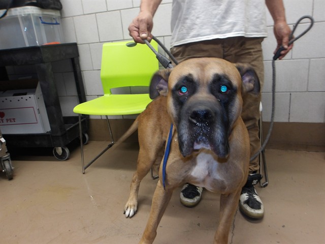 Mastiff at Chicago Animal Care and Control