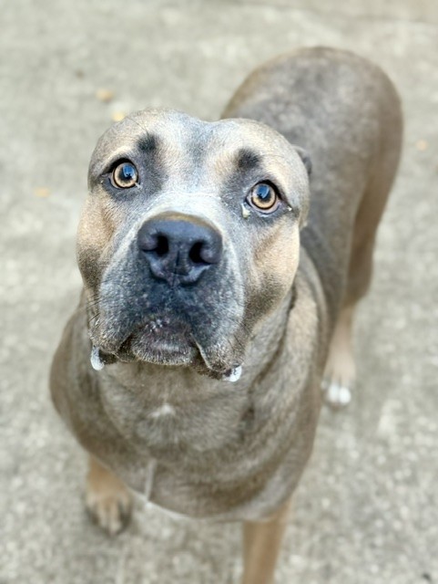 Nadina, adoptable American Pit Bull Terrier at Chicago Animal Care and Control