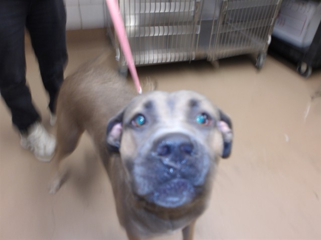 Shakira at Chicago Animal Care and Control
