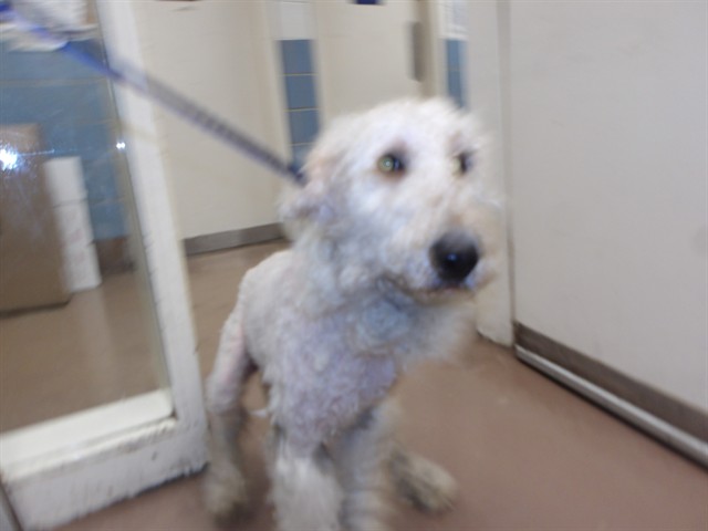 Poodle at Chicago Animal Care and Control