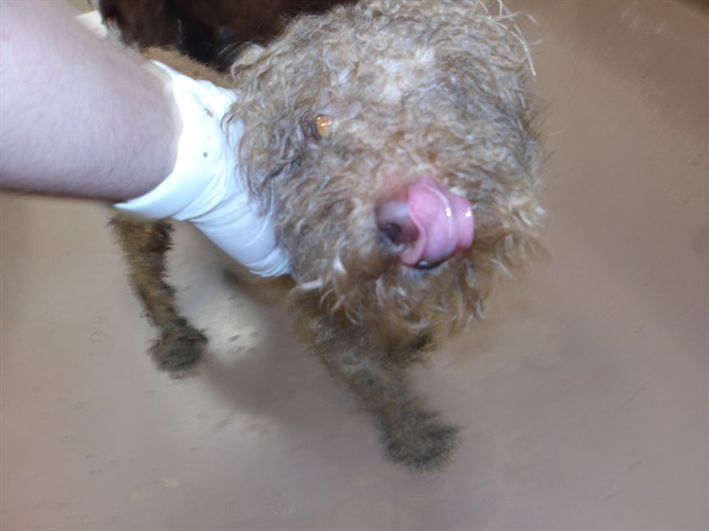Poodle at Chicago Animal Care and Control