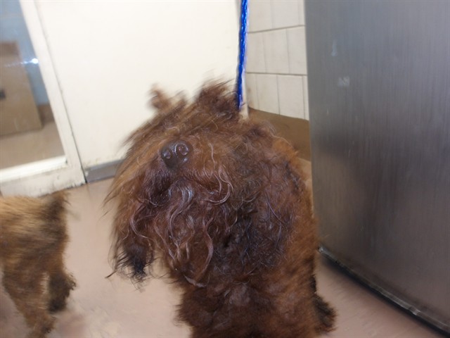 Poodle at Chicago Animal Care and Control