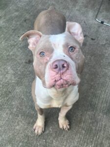Willis, adoptable American Pit Bull Terrier at Chicago Animal Care and Control