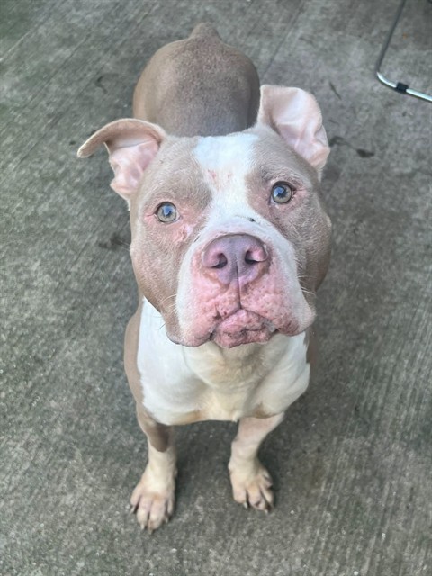 Willis at Chicago Animal Care and Control