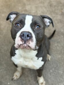 Viktor, adoptable American Pit Bull Terrier at Chicago Animal Care and Control