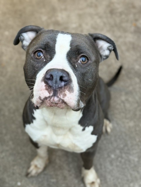 Viktor at Chicago Animal Care and Control