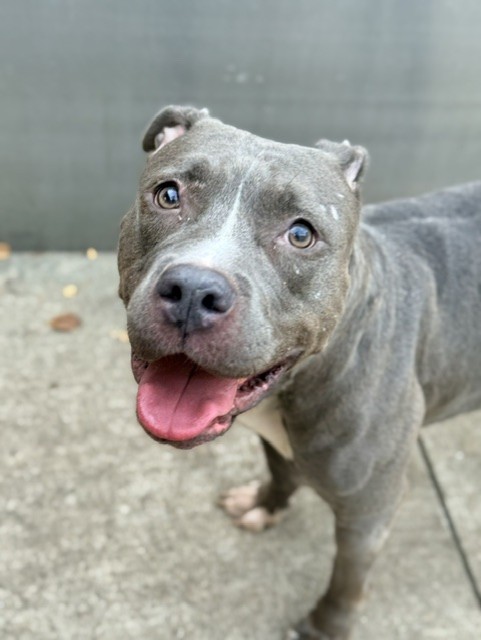 Cynara at Chicago Animal Care and Control