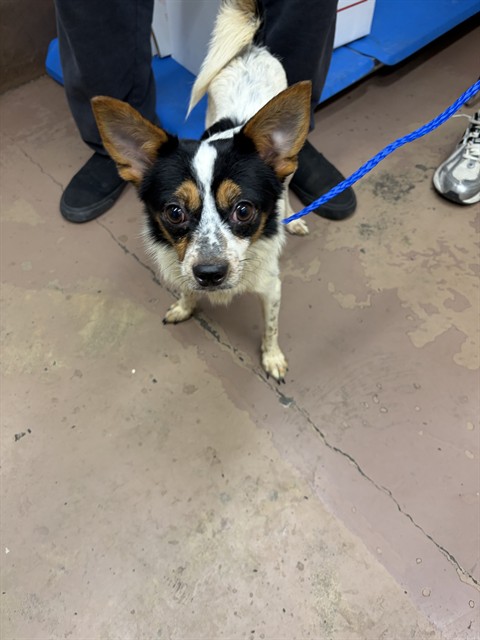 Dog A322553 at Chicago Animal Care and Control