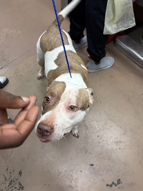Sunday at Chicago Animal Care and Control