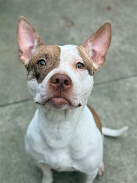 Sunday, adoptable American Pit Bull Terrier at Chicago Animal Care and Control