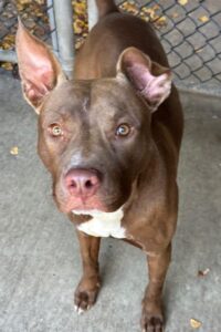 Sorrel, adoptable American Pit Bull Terrier at Chicago Animal Care and Control
