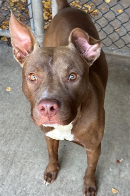Sorrel at Chicago Animal Care and Control