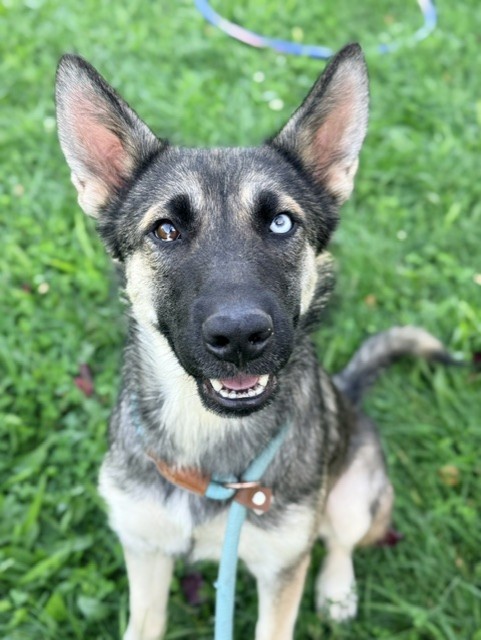 Calacatta at Chicago Animal Care and Control