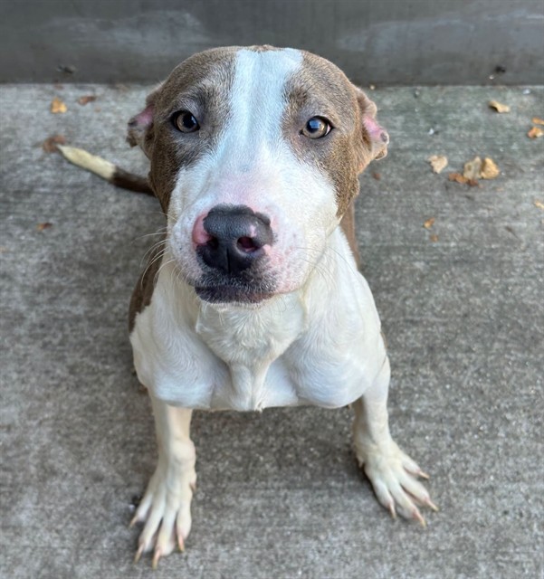 Hedgehog, adoptable American Pit Bull Terrier at Chicago Animal Care and Control