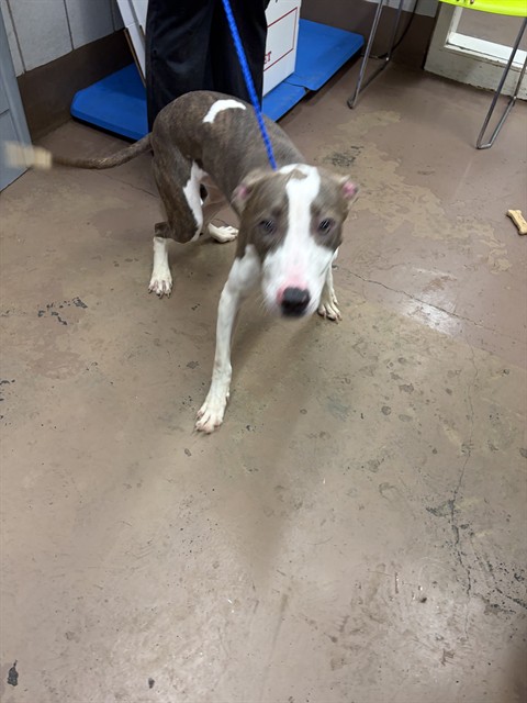 Leviana at Chicago Animal Care and Control