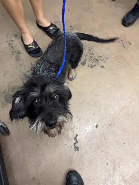 Dog A322569 at Chicago Animal Care and Control