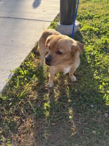 Guero, adoptable Beagle at Chicago Animal Care and Control