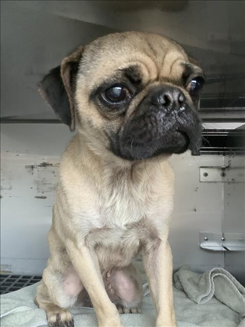 Pug at Chicago Animal Care and Control