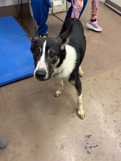 Sasha at Chicago Animal Care and Control