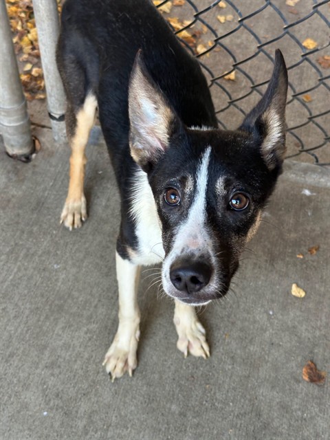 Trisha, adoptable Australian Cattle Dog at Chicago Animal Care and Control