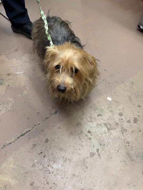 Cubbie at Chicago Animal Care and Control