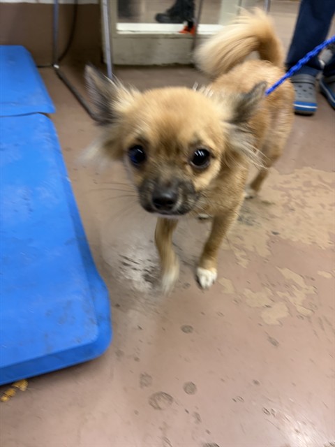 Chihuahua at Chicago Animal Care and Control