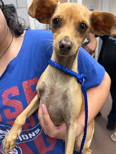 Chihuahua at Chicago Animal Care and Control
