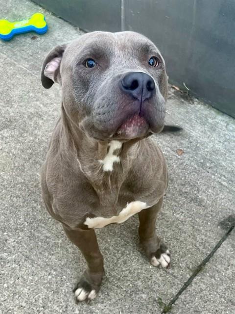 Dominic, adoptable American Pit Bull Terrier at Chicago Animal Care and Control