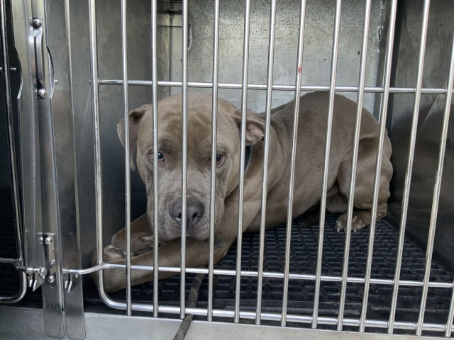 American Pit Bull Terrier at Chicago Animal Care and Control