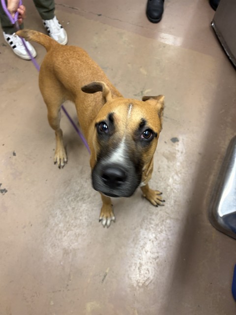 Mike, adoptable Boxer at Chicago Animal Care and Control