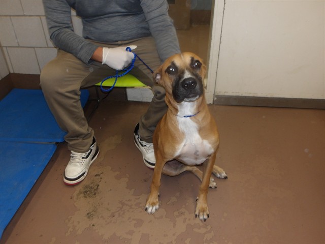 Boxer at Chicago Animal Care and Control