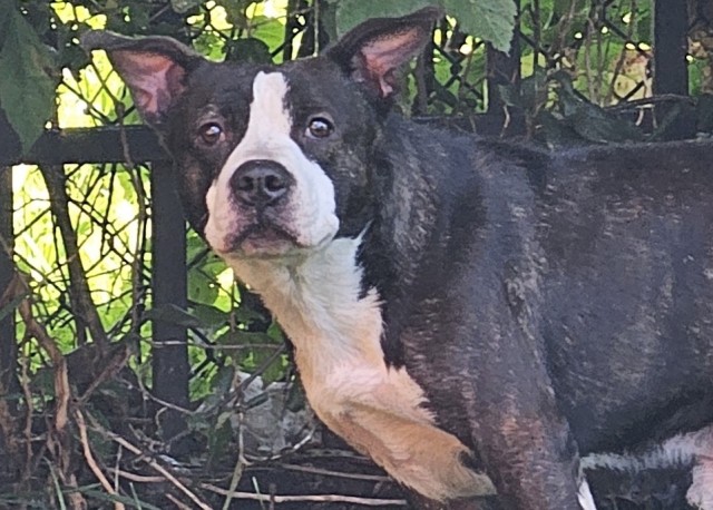 American Pit Bull Terrier at Chicago Animal Care and Control