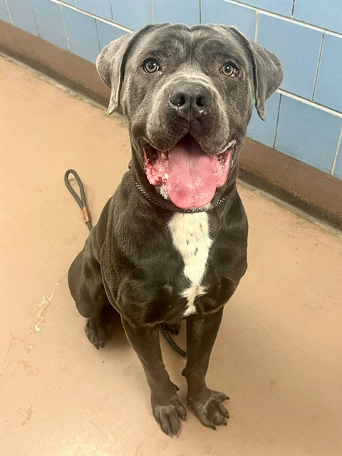 Armita at Chicago Animal Care and Control